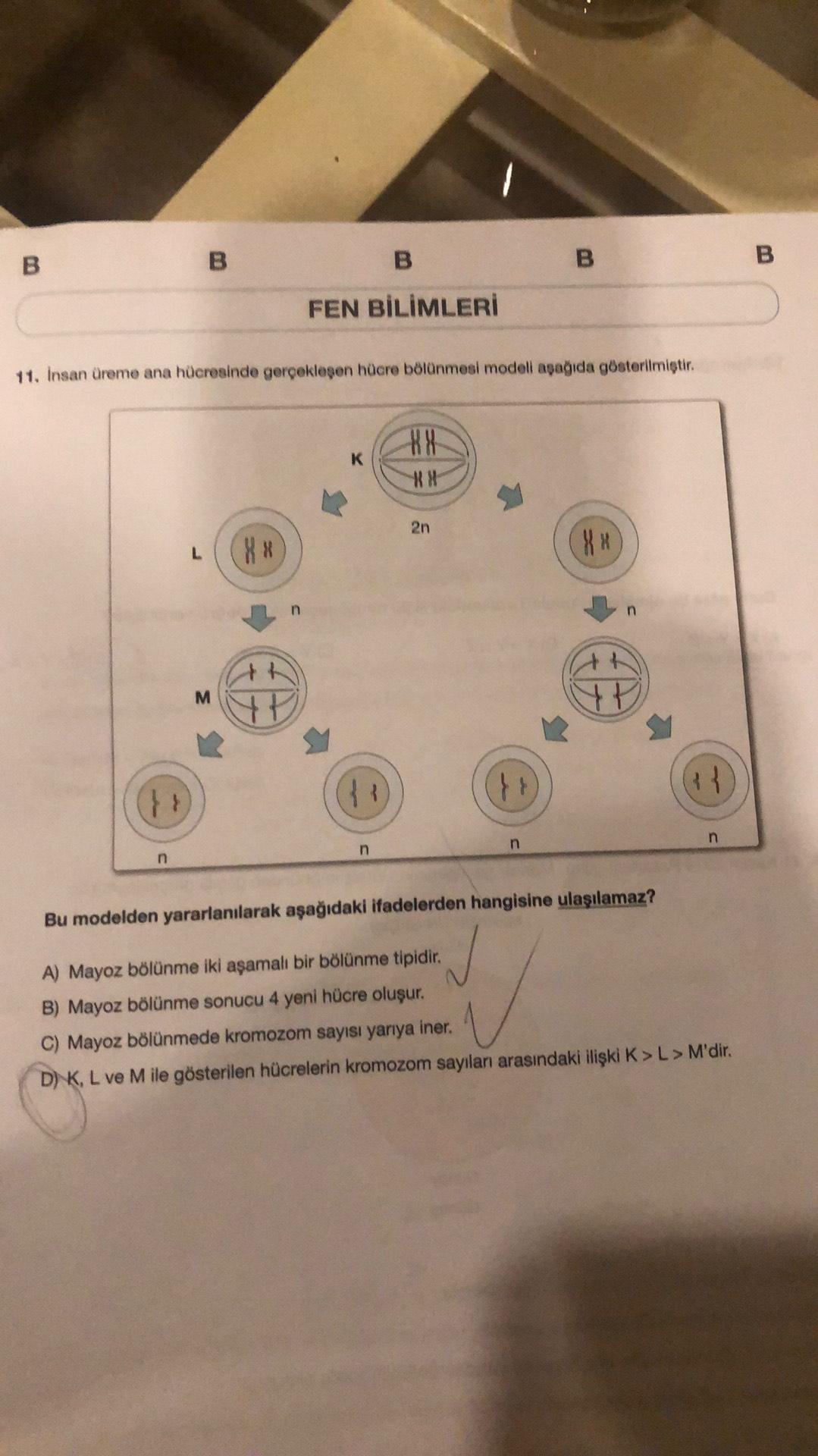 B
00
B
FEN BİLİMLERİ
11. Insan üreme ana hücresinde gerçekleşen hücre bölünmesi modeli aşağıda gösterilmiştir.
K
XX
**
2n
L
XX
X*
n
n
+
Yt
At
HP
M
}
}
}
n
n
n
n
Bu modelden yararlanılarak aşağıdaki ifadelerden hangisine ulaşılamaz?
A) Mayoz bölünme iki aşa