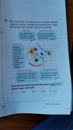 1
29. Sinir sisteminde nöronlara yapısal ve işlevsel desteklik
sağlayan yardımcı hücrelere glia hücreleri denir. Aşağı-
daki şemada glia hücreleri ve görevleri verilmiştir.
Mikroglia
Schwann hücreleri
Sinir sisteminde
fagositoz yaparak
savunmayı sağlar.
Merkezi sinir sistemi
nöronlarında miyelin
Kilifi oluşturur.
b
Astrositler
Madde
alışverişini
düzenler,
kan-beyin
bariyeri
oluşturarak
zararli
maddelerin
girişini
engeller.
Ependim hücreleri
Merkezi sinir sisteminin
boşluklarını örter, BOS
SIVISI üretimini ve akışını
düzenler.
Oligodentrositler
Çevresel sinir sistemi
nöronlarında miyelin
kilifi oluşturur.
Buna göre şemadaki glia hücrelerinden kaç tanesinin
görevi doğru verilmiştir?
B) 2 C) 3
D) 4 E) 5
A) 1
Diğer sayfaya geçiniz.
37
