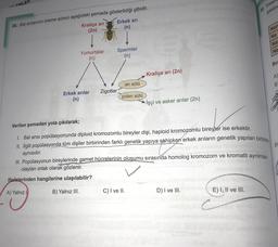 -EMLER
30. Insa
şeklind
28. Bal arılarının üreme süreci aşağıdaki şemada gösterildiği gibidir.
Kraliçe ari Erkek ari
(2n)
(n)
Ner
Ne
Na:
Ne
Yumurtalar
Spermler
(n)
Bu
A)
B
Erkek arılar
(n)
Kraliçe ari (2n)
ari sütü
Zigotlar
polen sütü
İşçi ve asker arılar (2n)
Verilen şemadan yola çıkılarak;
31
1. Bal arısı popülasyonunda diploid kromozomlu bireyler dişi, haploid kromozomlu bireyler ise erkektir.
II. ligili popülasyonda tüm dişiler birbirinden farklı genetik yapıya sahipken erkek arıların genetik yapıları birbiria
aynısıdır.
III. Popülasyonun bireylerinde gamet hücrelerinin oluşumu sırasında homolog kromozom ve kromatit ayrılması
olayları ortak olarak gözlenir.
ifadelerinden hangilerine ulaşılabilir?
A) Yalnız
B) Yalnız III.
C) I ve II.
D) I ve III.
E) I, II ve III.
c