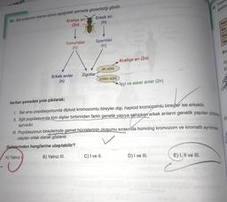 -EMLER
30. Insa
şeklind
28. Bal arılarının üreme süreci aşağıdaki şemada gösterildiği gibidir.
Kraliçe ari Erkek ari
(2n)
(n)
Ner
Ne
Na:
Ne
Yumurtalar
Spermler
(n)
Bu
A)
B
Erkek arılar
(n)
Kraliçe ari (2n)
ari sütü
Zigotlar
polen sütü
İşçi ve asker arılar (2n)
Verilen şemadan yola çıkılarak;
31
1. Bal arısı popülasyonunda diploid kromozomlu bireyler dişi, haploid kromozomlu bireyler ise erkektir.
II. ligili popülasyonda tüm dişiler birbirinden farklı genetik yapıya sahipken erkek arıların genetik yapıları birbiria
aynısıdır.
III. Popülasyonun bireylerinde gamet hücrelerinin oluşumu sırasında homolog kromozom ve kromatit ayrılması
olayları ortak olarak gözlenir.
ifadelerinden hangilerine ulaşılabilir?
A) Yalnız
B) Yalnız III.
C) I ve II.
D) I ve III.
E) I, II ve III.
c
