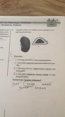 9
yici ve Düzenleyici Sistemler
(Endokrin Sistem)
Test
Aşağıdaki şekilde bir endokrin bezin kısımları X ve Y
şekilnde gösterilmiştir.
nesini uyaran
<lada andro-
rgenlik görü-
anması sakal
Cerir.
Y
X
irlar.
E
Buna göre,
ve III
1. X böbreğe ait korteks, Yise medulla kısmıdır.
II. Y kısmından salgılanan hormonlar aminoasit yapı-
lidir.
III. X kısımdan hormon salgılanmasını hipofiz bezi
kontrol eder.
IV. X kısmından salgılanan hormon kanda su-iyon
dengesini sağlar.
ifadelerinden hangileri doğrudur?
A) I ve II
B) II ve III
D) Il ve III
Chi ve IV
E) II, III ve IV
