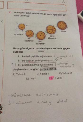 A
31. Embriyonik gelişim evrelerinin bir kismı aşağıdaki gör-
selde verilmiştir.
x
morula
Döllenme
sekiz
blastomer
Iki
blastomer
dört
blastomer
Buna göre zigottan moula oluşumuna kadar geçen
süreçte;
1. kalıtsal çeşitlilik sağlanmasi, Xa gastrula
II. üç ta