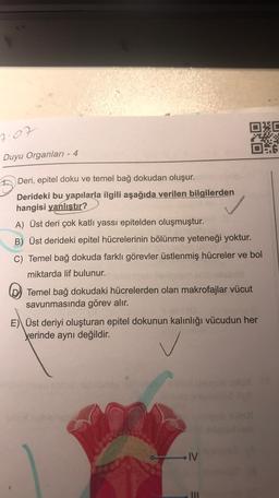 D
7:07
HERRE
Duyu Organları - 4
Deri, epitel doku ve temel bağ dokudan oluşur.
Derideki bu yapılarla ilgili aşağıda verilen bilgilerden
hangisi yanlıştır?
A) Üst deri çok katlı yassi epitelden oluşmuştur.
B) Üst derideki epitel hücrelerinin bölünme yeteneği yoktur.
C) Temel bağ dokuda farklı görevler üstlenmiş hücreler ve bol
miktarda lif bulunur.
Temel bağ dokudaki hücrelerden olan makrofajlar vücut
savunmasında görev alır.
E) Üst deriyi oluşturan epitel dokunun kalınlığı vücudun her
Yerinde aynı değildir.
IV
