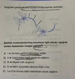 . Aşağıdaki şekilde iki sinir hücresi ve bazı kısımlar verilmiştir.
dome
a no
Şekilde numaralandırılmış kısımlarla ilgili olarak, aşağıda
verilen ifadelerden hangisi yanlıştır?
(A
(A) 1 Sinirsel uyartının alınmasını sağlar.
B) | Uyartı iletimi Na/K geçişi ile sağlanır.
C) II Miyelin kılıfı oluşturur.
D) IV İletim dendritten aksona doğru olur.
E) I ve Il'de sinirsel iletim elektriksel olarak sağlanır.