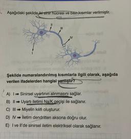 . Aşağıdaki şekilde iki sinir hücresi ve bazı kısımlar verilmiştir.
dome
a no
Şekilde numaralandırılmış kısımlarla ilgili olarak, aşağıda
verilen ifadelerden hangisi yanlıştır?
(A
(A) 1 Sinirsel uyartının alınmasını sağlar.
B) | Uyartı iletimi Na/K geçişi ile sağlanır.
C) II Miyelin kılıfı oluşturur.
D) IV İletim dendritten aksona doğru olur.
E) I ve Il'de sinirsel iletim elektriksel olarak sağlanır.
