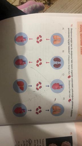Uuzey Belirleme Sinavi
15.
13. Oksijence zengin kan ile oksijence fakir kanın organlar arasındaki yolculuğunu gösteren aşağıdaki
şemalardan hangisi hatalıdır? (Oksijence Zengin Kan:
Oksijence Fakir Kan:
A)
B)
C)
D)
68
1
1
Yukarid
mesi s
göre b
den ha
1
B) Ka
Ska
nic
D) VE
SI