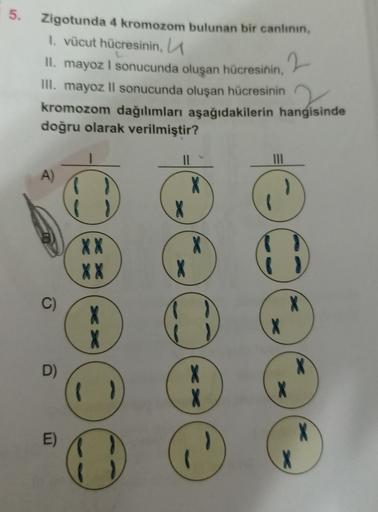 5.
11. , 2
Zigotunda 4 kromozom bulunan bir canlinin,
1. vücut hücresinin,
II. mayoz i sonucunda oluşan hücresinin,
III. mayoz ll sonucunda oluşan hücresinin
kromozom dağılımları aşağıdakilerin hangisinde
doğru olarak verilmiştir?
Indisin
II
A)
XX
XX
C)
>