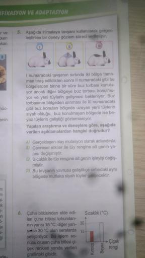 FIRASYON VE ADAPTASYON
er ve
Eken
akan
5. Aşağıda Himalaya tavşanı kullanılarak gerçek
leştirilen bir deney gözlem süreci verilmiştir
.
I numaradaki tavşanın sırtında iki bölge tama-
men tıraş edildikten sonra Il numaradaki gibi bu
bölgelerden birine bir s