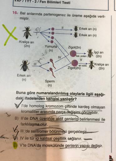 2/Fen Bilimleri Testi
16. Bal arılarında partenogenez ile üreme aşağıda veril-
miştir.
Erkek ari (n)
X
Erkek ari (n)
Kraliçe ari
(2n)
Yumurta
Zigot(2n)
İşçi ari
IV
bal, polen
V
(2n)
arı sütü
Zigot(2n)
Kraliçe ari
(2n)
Erkek ari
(n)
Sperm
(n)
Buna göre numa