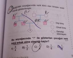 10. Aşağıdaki soyağacında renk körü olan bireyler renkli
r
olarak gösterilmiştir.
Rr
RR
r
: Dişi birey
oo
1
Erkek birey
1
1
?
Genotipi
bilinmeyen
Bu soyağacında "?" ile gösterilen çocuğun renk
körü erkek olma olasılığı kaçtır?
3
1
C)
A)
4
2
B) Ź
D) /
1
1
TE
Bivoloii