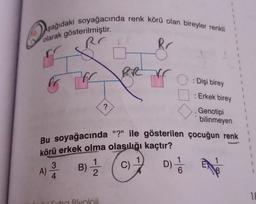 10. Aşağıdaki soyağacında renk körü olan bireyler renkli
r
olarak gösterilmiştir.
Rr
RR
r
: Dişi birey
oo
1
Erkek birey
1
1
?
Genotipi
bilinmeyen
Bu soyağacında "?" ile gösterilen çocuğun renk
körü erkek olma olasılığı kaçtır?
3
1
C)
A)
4
2
B) Ź
D) /
1
1
TE
Bivoloii
