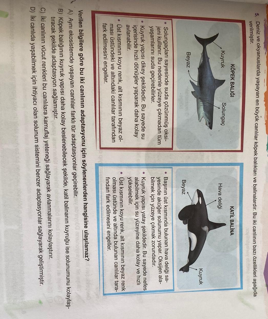 5. Deniz ve okyanuslarda yaşayan en büyük canlılar köpek balıkları ve balinalardır. Bu iki canlının bazı özellikleri aşağıda
verilmiştir.
KÖPEK BALIĞI
KATİL BALINA
Kuyruk
Solungaç
Hava deliği
Kuyruk
Beyaz
Beyaz
Solungaçları sayesinde suda çözünmüş oksi-
je