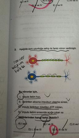 AVI ve II
B) Il ve IV
C) IIl ve IV
Dve IV
E) Yve III
2. Aşağıda aynı uzunluğa sahip iki farklı nöron verilmiştir.
ranvier
bogum
Faze
-
Bu nöronlar için,
I. impuls iletim hızı,
II. dentritten aksona impulsun ulaşma süresi,
IV. impuls iletilirken tüketilen
ATP miktarı,
impuls iletimi sırasında açığa çıkan isi
faktörlerinden hangi farklı olabilir?
A) I vel
B) I ve III
C) II ve
D) I, I ve III
F) II, III ve IV
Dhe