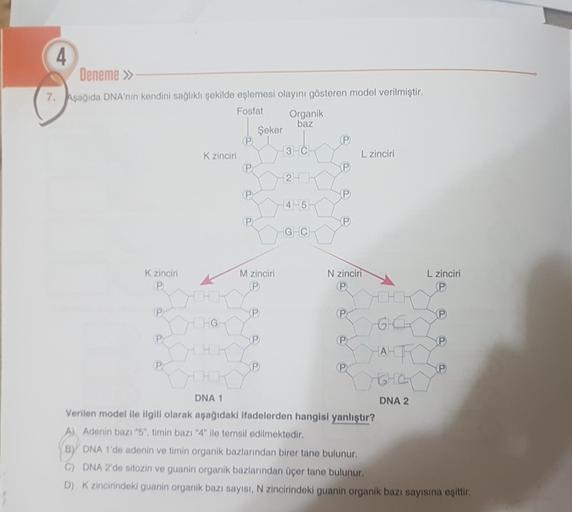 4
Deneme >>
7. Aşağıda DNA'nin kendini sağlıklı şekilde eşlemesi olayını gösteren model verilmiştir.
Fosfat
Organik
baz
Şeker
(P
(P
K zinciri
13Ć
L zinciri
(P
(P
2 HK
P
(P
-45
P
(P
G C
K zinciri
P
M zinciri
(P
N zinciri
P
L zinciri
(P
P
P
(P
HHI
64
(P
HIG
P
P
(P
(P
P
(P
(P
AHT
IGHCL
(P
HH
DNA 1
DNA 2
Verilen model ile ilgili olarak aşağıdaki ifadelerden hangisi yanlıştır?
A) Adenin bazı "5", timin bazı "4" ile temsil edilmektedir.
BY DNA 1'de adenin ve timin organik bazlarından birer tane bulunur.
C) DNA 2'de sitozin ve guanin organik bazlarından üçer tane bulunur.
D) K zincirindeki guanin organik bazı sayısı, N zincirindeki guanin organik bazı sayısına eşittir.