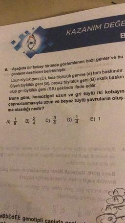 KAZANIM DEĞE
B
6. Aşağıda bir kobay türünde gözlemlenen bazı genler ve bu
genlerin özellikleri belirtilmiştir.
Uzun tüylük geni (D), kısa tüylülük genine (d) tam baskındır.
Siyah tüylülük geni (S), beyaz tüylülük geni (B) eksik baskin
olup gri tüylülük geni (SB) şeklinde ifade edilir.
Buna göre, homozigot uzun ve gri tüylü iki kobayın
çaprazlanmasıyla uzun ve beyaz tüylü yavruların oluş-
ma olasılığı nedir?
1
2
A) ; B) Å
c) D) 1
C)
E) 1
8
Sports
se bob aye
Stay
be
Res
aBbDdEE genotipli canlıda aoul