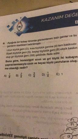 KAZANIM DEĞE
B
6. Aşağıda bir kobay türünde gözlemlenen bazı genler ve bu
genlerin özellikleri belirtilmiştir.
Uzun tüylük geni (D), kısa tüylülük genine (d) tam baskındır.
Siyah tüylülük geni (S), beyaz tüylülük geni (B) eksik baskin
olup gri tüylülük geni (SB) şeklinde ifade edilir.
Buna göre, homozigot uzun ve gri tüylü iki kobayın
çaprazlanmasıyla uzun ve beyaz tüylü yavruların oluş-
ma olasılığı nedir?
1
2
A) ; B) Å
c) D) 1
C)
E) 1
8
Sports
se bob aye
Stay
be
Res
aBbDdEE genotipli canlıda aoul
