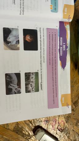 TESTS
2. UNITE
Doyimler - Atasözleri
TEST 6
na yapigil, ağir
. Bir kimseye kullanıp zarar verecesi kendine mal edip ortadan kaldıracagi sey emanet edilmez.
• Arkadaşların yardımıyla yapılan veya bir amaç uğruna topluca girişilen bir islen aynlanlar zarara uğrarlar.
• Herkesin kendine göre büyük bir emeli vardır
Yukanda bazı atasözlerinin açıklaması yapilmistir
Aşağıda verilen görsellerdeki hayvanların hangisinin adi, bu atasözlerinde gecmoz?
A)
la henöz bildigimiz
Bu anlamda Turing
D)
C)
mez?
