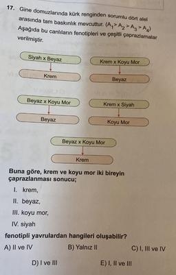 17. Gine domuzlarında kürk renginden sorumlu dört alel
arasında tam baskınlık mevcuttur. (A > A > A3 > A)
Aşağıda bu canlıların fenotipleri ve çeşitli çaprazlamalar
verilmiştir.
Siyah x Beyaz
Krem x Koyu Mor
Krem
Beyaz
Beyaz x Koyu Mor
Krem x Siyah
Beyaz
Koyu Mor
Beyaz x Koyu Mor
Krem
Buna göre, krem ve koyu mor iki bireyin
çaprazlanması sonucu;
I. krem,
II. beyaz,
III. koyu mor,
IV. siyah
fenotipli yavrulardan hangileri oluşabilir?
B) Yalnız II
A) II ve IV
C) I, III ve IV
D) I ve III
E) I, II ve III