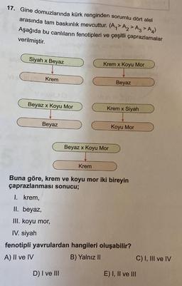 17. Gine domuzlarında kürk renginden sorumlu dört alel
arasında tam baskınlık mevcuttur. (A > A > A3 > A)
Aşağıda bu canlıların fenotipleri ve çeşitli çaprazlamalar
verilmiştir.
Siyah x Beyaz
Krem x Koyu Mor
Krem
Beyaz
Beyaz x Koyu Mor
Krem x Siyah
Beyaz
Koyu Mor
Beyaz x Koyu Mor
Krem
Buna göre, krem ve koyu mor iki bireyin
çaprazlanması sonucu;
I. krem,
II. beyaz,
III. koyu mor,
IV. siyah
fenotipli yavrulardan hangileri oluşabilir?
B) Yalnız II
A) II ve IV
C) I, III ve IV
D) I ve III
E) I, II ve III
