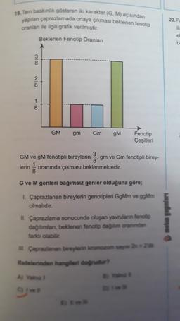 19. Tam baskinlik gösteren iki karakter (
GM) açısından
yapılan çaprazlamada ortaya çıkması beklenen fenotip
oranları ile ilgili grafik verilmiştir.
Beklenen Fenotip Oranları
20. F
ili
el
b
100
3
8
2
8
100
8
GM
gm
Gm
OM
Fenotip
Çeşitleri
GM ve gM fenotipli bireylerin gm ve Gm fenotipli birey-
lerin oranında çıkması beklenmektedir.
1
8
G ve M genleri bağımsız genler olduğuna göre;
1. Çaprazlanan bireylerin genotipleri GgMm ve ggMm
olmalıdır.
umpuleiou
II. Çaprazlama sonucunda oluşan yavrulann fenotip
dağdımlan, beklenen fenotip dalam oranından
faridi olabilir
II. Caprazlanan bireyderin kromozom
ifadelerinden hangileri dogrudar?
A Main
CI
