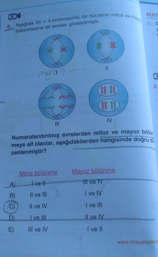 MAY
mayo,
1.
9. Aşağıda, 2n = 4 kromozomlu bir hücrenin mitoz ve
bölünmesine ait evreler gösterilmiştir.
*
11
maja 2
2.
88 88
88 88
TV
Numaralandırılmış evrelerden mitoz ve mayoz bölün.
meye ait olanlar, aşağıdakilerden hangisinde doğru du
zenlenmiştir?
Mi