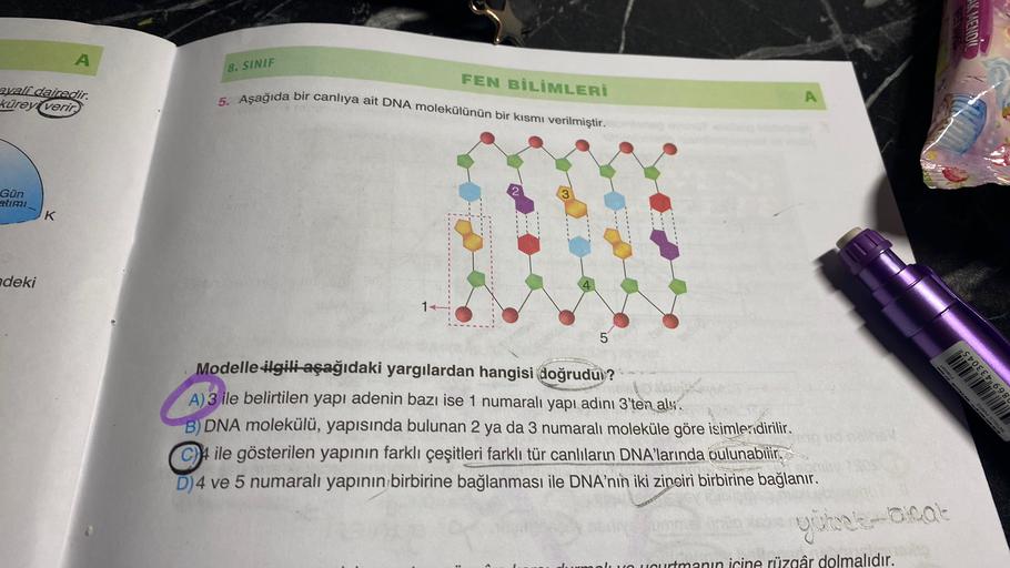 A
8. SINIF
FEN BİLİMLERİ
qali dairedir.
küreyi verir.
5. Aşağıda bir canlıya ait DNA molekülünün bir kısmı verilmiştir.
Gün
timi
K
deki
1+
5
1.045
TO
TAZER O
ze w
Modelle #gili aşağıdaki yargılardan hangisi doğrudu)?
A) 3 ile belirtilen yapı adenin bazı ise 1 numaralı yapı adını 3'ten alx.
B) DNA molekülü, yapısında bulunan 2 ya da 3 numaralı moleküle göre isimleridirilir.
4 ile gösterilen yapının farklı çeşitleri farklı tür canlıların DNA'larında oulunabilir.
D)4 ve 5 numaralı yapının birbirine bağlanması ile DNA'nın iki zinciri birbirine bağlanır.
Local
yürek
olun ucurtmanın icine rüzgâr dolmalıdır.