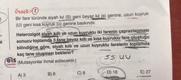 Örnek:(2
Bir fare türünde siyah kıl (S) geni beyaz kıl (s) genine, uzun kuyruk
(U) geni kısa kuyruk (u) genine baskındır.
Heterozigot siyah kıllı ve uzun kuyruklu iki farenin çaprazlanması
a sonucu toplamda 3 tane beyaz kıllı ve kısa kuyruklu fare oluştuğu
bilindiğine göre, siyah kıllı ve uzun kuyruklu farelerin toplamda
kaç tane oluşması beklenir?
:ëls
55 UU
(Mutasyonlar ihmal edilecektir.)
Yayınlan
C) 9
D) 18
A) 3
B) 6
E) 27