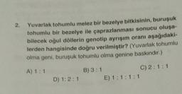2.
Yuvarlak tohumlu melez bir bezelye bitkisinin, buruşuk
tohumlu bir bezelye ile çaprazlanması sonucu oluşa-
bilecek oğul döllerin genotip ayrışım oranı aşağıdaki-
lerden hangisinde doğru verilmiştir? (Yuvarlak tohumlu
olma geni, buruşuk tohumlu olma genine baskındır.)
A) 1:1
B) 3:1
C) 2:1:1
E) 1:1:1:1
D) 1:2:1
