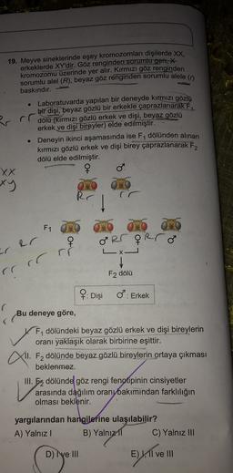 19. Meyve sineklerinde eşey kromozomları dişilerde XX,
erkeklerde XY'dir. Göz renginden sorumlu gen, *
kromozomu üzerinde yer alır. Kırmızı göz renginden
sorumlu alel (R), beyaz göz renginden sorumlu alele (1)
baskındır.
.
ar rr
Laboratuvarda yapılan bir deneyde kırmızı gözlü
bir dişi, beyaz gözlü bir erkekle çaprazlanarak F1
dölü (kırmızı gözlü erkek ve dişi, beyaz gözlü
erkek ve dişi bireyler) elde edilmiştir.
• Deneyin ikinci aşamasında ise F1 dölünden alınan
kırmızı gözlü erkek ve dişi birey çaprazlanarak F2
dölü elde edilmiştir.
XX
4111*
xy
***
44
F1
OVO
FR5 qer
e Rr
rr rr ri
V
F2 dölü
4: Dişi
O : Erkek
.
C
Bu deneye göre,
1
Fdölündeki beyaz gözlü erkek ve dişi bireylerin
oranı yaklaşık olarak birbirine eşittir.
II. F2 dölünde beyaz gözlü bireylerin ortaya çıkması
beklenmez.
III. Ez dölünde göz rengi fenotipinin cinsiyetler
arasında dağılım oranı bakımından farklılığın
olması beklenir.
yargılarından hangilerine ulaşılabilir?
A) Yalnız! B) Yalnız
il C) Yalnız III
1
E
D) ve III
E), Il ve III
Cry