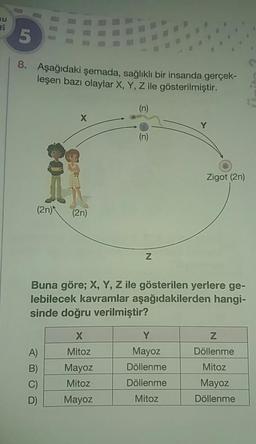 8. Aşağıdaki şemada, sağlıklı bir insanda gerçek-
leşen bazı olaylar X, Y, Z ile gösterilmiştir.
E os
Zigot (2n)
(2n)
(2n)
Buna göre; X, Y, Z ile gösterilen yerlere ge-
lebilecek kavramlar aşağıdakilerden hangi-
sinde doğru verilmiştir?
X I Y I
Mitoz
Mayoz Döllenme
Mayoz Döllenme Mitoz
Z
Mitoz
Döllenme
Mayoz
Döllenme
Mayoz
Mitoz