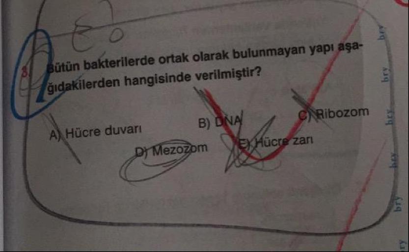 Bütün bakterilerde ortak olarak bulunmayan yapı aşağıdakilerden hangisinde verilmiştir? A) Hücre duvarı B) DNA C) Ribozom D) Mezozom E) Hücre Zarı