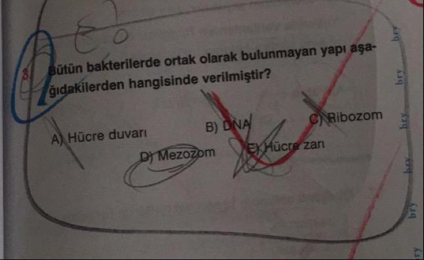 Bütün bakterilerde ortak olarak bulunmayan yapı aşağıdakilerden hangisinde verilmiştir? A) Hücre duvarı B) DNA  C) Ribozom D) Mezozom E) Hücre Zarı