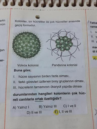 arklı
Koloniler, bir hücreliler ile çok hücreliler arasında
geçiş formudur.
Tatlis
nün
rame
I.
SE
11. y
ma
Jan
er-
Volvox kolonisi Pandorina kolonisi
Buna göre;
1. hücre sayısının birden fazla olması,
II. farklı görevleri üstlenen birey gruplarının olması,