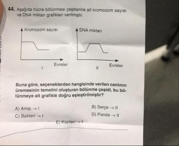 44. Asağıda hücre bölünmesi çeşitlerine ait kromozom sayısı
ve DNA miktarı grafikleri verilmiştir.
A Kromozom sayısı
A DNA miktarı
ULIULUI
Evreler
Evreler
Buna göre, seçeneklerden hangisinde verilen canlının
üremesinin temelini oluşturan bölünme çeşidi, bu