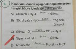 İnsan vücudunda aşağıdaki tepkimelerden hangisi hücre içinde gerçekleşmez?
A) Glikojen + H2O -> Glikoz
B) Nötral yağ + H2O -> Yağ asiti + Gliserol
C) Glikoz + O2 -> CO2 + H2O
D) Nişasta + H2O -> Glikoz
E) Amino asit -> Protein + H2O