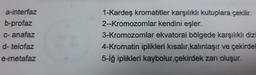 a-interfaz
b-profaz
c- anafaz
d- telofaz
e-metafaz
1-Kardeş kromatitler karşılıklı kutuplara çekilir.
2--Kromozomlar kendini eşler.
3-Kromozomlar ekvatoral bölgede karşılıklı dizi
4-Kromatin iplikleri kısalır, kalınlaşır ve çekirdel
5-iğ iplikleri kaybolur,çekirdek zarı oluşur.