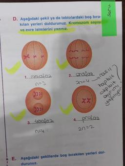 soru
D. Aşağıdaki şekil ya da tablolardaki boş bira-
kılan yerleri doldurunuz. Kromozom sayısı
ve evre isimlerini yazınız.
1... metala
2...malas.
rasil
2n=4
haplit
diploit
Quyrimi
yapılıyor
3....fe of...
n=4
2n=2
E. Aşağıdaki şekillerde boş bırakılan yerleri dol-
durunuz.