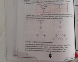 ASA
.
IS
11. Aşağıdaki tabloda bazı canlı türlerinin hücrelerinin kromozon
23
Canlı Türü
Kromozom Sayısı
Sirke sineği
Soğan
Ani
25
At
Canlılarda mitoz ve mayoz bölünme ile üreme, hucre buyumesi ve doku onarımi cox
bölünmede bölünme sonucu 2 yeni hücre oluşurken mayoz bölünmede 4 yeni ho
bölünmelerde hücrelerdeki kromozom sayıları ise aşağıdaki gibidir.
Mitoz Bolunme
Mayoz Bölünme
hede 4 yeni hücre du
(2n)
0 000
Buna göre aşağıdakilerden hangisi doğrudur?
A) Sirke sineği hücresi mayoz bölünme geçirirse toplam kromozom sayısı 2° olur.
B) Soğan hücresi mitoz bölünme geçirirse toplam kromozom sayısı 2° olur.
C) Ari hücresi mayoz bölünme geçirirse toplam kromozom sayısı 2 olur.
D) At hücresi mitoz bölünme geçirirse toplam kromozom sayısı 2' olur.
44
