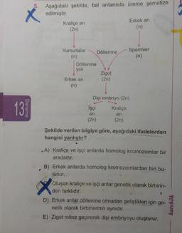 Aşağıdaki şekilde, bal arılarında üreme şematize edilmiştir.
Şekilde verilen bilgiye göre, aşağıdaki ifadelerden hangisi yanlıştır?
A) Kraliçe ve işçi arılarda homolog kromozomlar bir aradadır.
B) Erkek arılarda homolog kromozomlardan biri bulunur.
C) Oluşan kraliçe ve işçi arılar genetik olarak birbirinden farklıdır.
D) Erkek arılar döllenme olmadan geliştikleri için genetik olarak birbirlerinin aynıdır.
E) Zigot mitoz geçirerek dişi embriyoyu oluşturur.