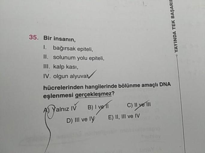 - YAYINDA TEK BAŞARI
35. Bir insanın,
1. bağırsak epiteli,
II. solunum yolu epiteli,
III. kalp kasi,
IV. olgun alyuvaly
hücrelerinden hangilerinde bölünme amaçlı DNA
eşlenmesi gerçekleşmez?
A) Yalnız IV Blvel C) Il ve Ill
D) II ve IY E) II, III ve IV