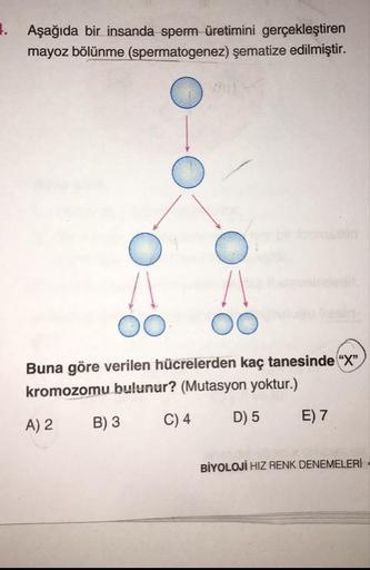 Aşağıda bir insanda sperm üretimini gerçekleştiren
mayoz bölünme (spermatogenez) şematize edilmiştir.
00 00
Buna göre verilen hücrelerden kaç tanesinde “X”.
kromozomu bulunur? (Mutasyon yoktur.)
A) 2 B) 3 C) 4 D) 5 E) 7
BİYOLOJİ HIZ RENK DENEMELERİ