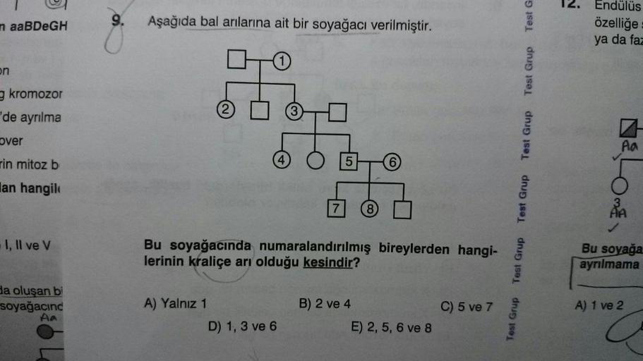 Test Grup Test Grup
Test Grup
Test Grup
Test Grup Test G
12.
Endülüs
özelliğe
ya da faz
n aaBDeGH
9.
Aşağıda bal arılarına ait bir soyağacı verilmiştir.
on
g kromozor
"de ayrılma
over
Aa
rin mitoz b
lan hangile
Bu soyağacında numaralandırılmış bireylerden