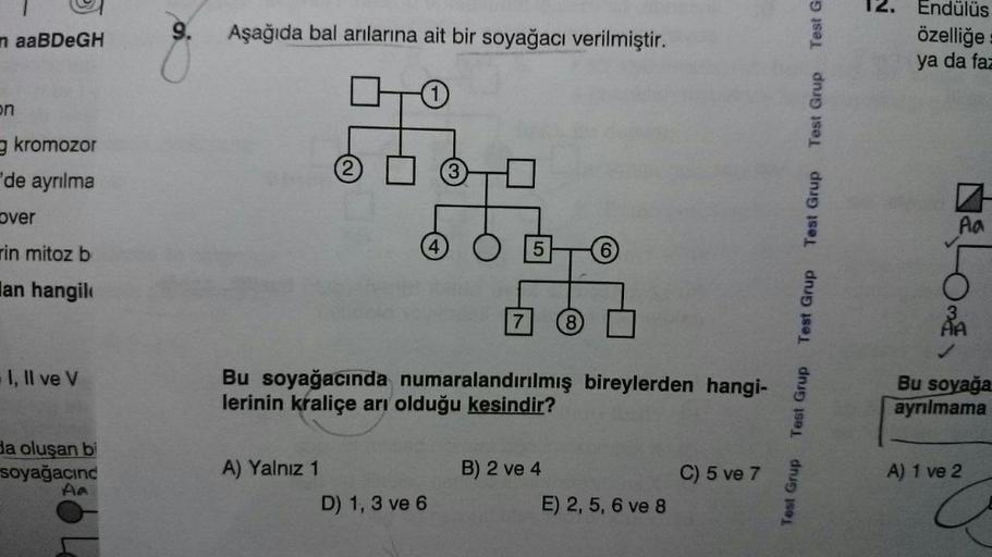 Test Grup Test Grup
Test Grup
Test Grup
Test Grup Test G
12.
Endülüs
özelliğe
ya da faz
n aaBDeGH
9.
Aşağıda bal arılarına ait bir soyağacı verilmiştir.
on
g kromozor
"de ayrılma
over
Aa
rin mitoz b
lan hangile
Bu soyağacında numaralandırılmış bireylerden 