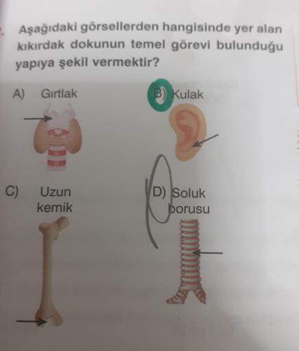 Asağıdaki görsellerden hangisinde yer alan
kikirdak dokunun temel görevi bulunduğu
yapıya şekil vermektir?
A)
Gırtlak
B) Kulak
Uzun
kemik
oluk
porusu