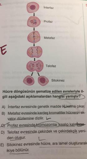 Interfaz
Profaz
---
Metafaz
Telofaz
Sitokinez
Hücre döngüsünün şematize edilen evreleriyle il-
gili aşağıdaki açıklamalardan hangisi yanlıştır?
A) Interfaz evresinde genetik madde iki katına çıkar.
B) Metafaz evresinde kardeş kromatitler hücrenin ek-
vator