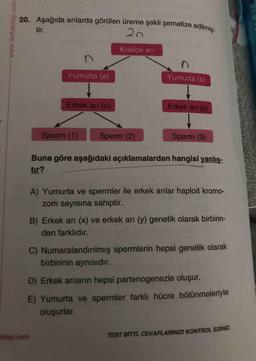 20. Aşağıda arılarda görülen üreme şekli şematize edilmi
tir.
- www.deltakitap.com
20
Kralice ari
Yumurta (a)
Yumurta (6)
Erkek ar (0)
Erkek an (y)
Sperm (1)
Sperm (2)
Sperm (3)
Buna göre aşağıdaki açıklamalardan hangisi yanlış-
tır?
A) Yumurta ve spermler ile erkek arılar haploit kromo-
zom sayısına sahiptir.
B) Erkek arı (x) ve erkek arı (y) genetik olarak birbirin-
den farklıdır.
C) Numaralandırılmış spermlerin hepsi genetik olarak
birbirinin aynısıdır.
D) Erkek anların hepsi partenogenezle oluşur.
E) Yumurta ve spermler farklı hücre bölünmeleriyle
oluşurlar.
tap.com
TEST BİTTİ. CEVAPLARINIZI KONTROL EDİNİZ.