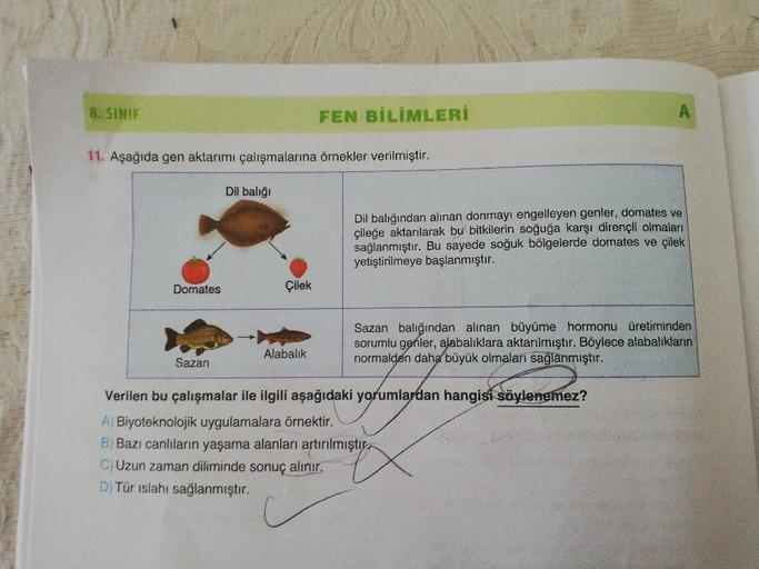 8. SINIF
FEN BİLİMLERİ
11. Aşağıda gen aktarımı çalışmalarına örnekler verilmiştir.
Dil balığı
Dil balığından alınan donmayı engelleyen genler, domates ve
çileğe aktarılarak bu bitkilerin soğuğa karşı dirençli olmaları
sağlanmıştır. Bu sayede soğuk bölgele