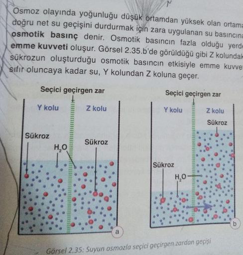 Osmoz olayında yoğunluğu düşük ortamdan yüksek olan ortama
doğru net su geçişini durdurmak için zara uygulanan su basıncına
osmotik basınç denir. Osmotik basıncın fazla olduğu yerde
emme kuvveti oluşur. Görsel 2.35.b'de görüldüğü gibi Z kolundak
sükrozun o