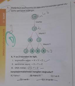 16
7. Aşağıda 2n kromozomlu bir eşey ana hücresinden gamet olu-
şumu şematize edilmiştir.
Interfaz
Mayoz I
Mayoz II
23
X, Y ve Z hücreleri ile ilgili,
1. kromozom sayısı → X > Y = Z,
II. sentromer sayısı → X = Y = Z,
%3D
III. DNA miktarı
X>Y>Z
karşılaştırmalarindan hangileri doğrudur?
A) Yalnız I
B) Yalnız I
C) I ve II
E) I, Il ve lII
D) Ive II-
ÜNİTE - 2
MAYOZ VE EŞEYLİ ÜREME