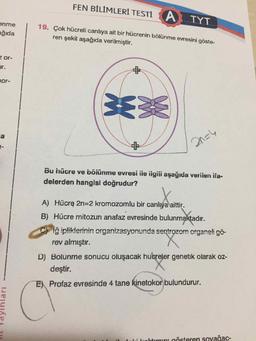 FEN BİLİMLERİ TESTİ A TYT
enme
ağıda
19. Çok hücreli canlıya ait bir hücrenin bölünme evresini göste-
ren şekil aşağıda verilmiştir.
z or-
ir.
nor-
2n=4
Bu hücre ve böiünme evresi iie iigiii aşağıda veriien ifa-
delerden hangisi doğrudur?
A) Hücrę 2n=2 kromozomlu bir canlıya aittir.
B) Hücre mitozun anafaz evresinde bulunmaktadır.
Íğ ipliklerinin organizasyonunda sentrozom organeli gö-
rev almıştır.
D) Bolunme sonucu oluşacak huereler genetik olarak oz-
deştir.
E) Profaz evresinde 4 tane kinetokor bulundurur.
lali lunitınmını gösteren soyağac-
Inları